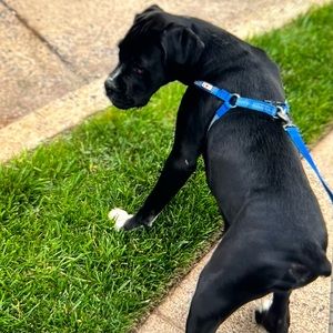 Pawitas 6 ft Puppy or Dog Leash & Reflective Harness, Blue, Size Small